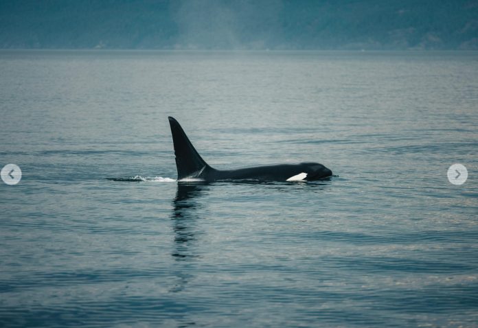 Baby orca stranded in Uruguay as rescue enters critical phase