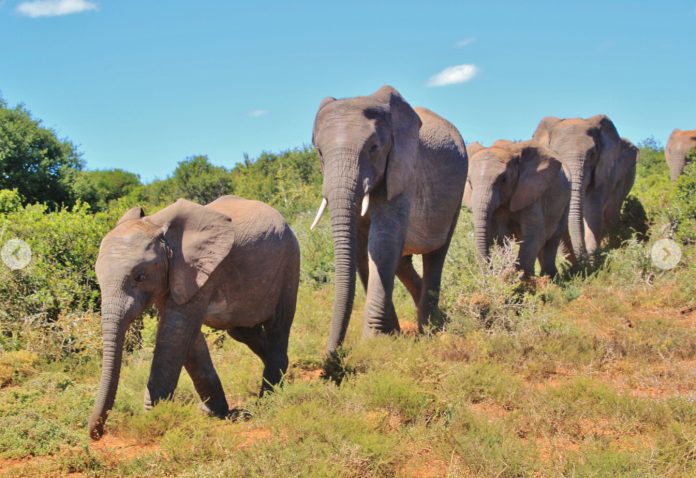 US trophy hunter killed by elephants during hunt in Gabon US trophy hunter killed by elephants during hunt in Gabon